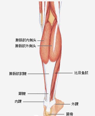 跟腱炎.jpg 跟腱炎.jpg